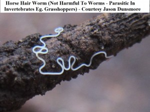 identify horsehair worm2  jason dunsmore wm2                